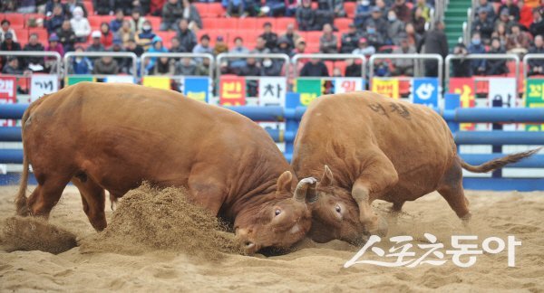 청도 소싸움 경기 모습. 사진제공 ㅣ 청도공영사업공사
