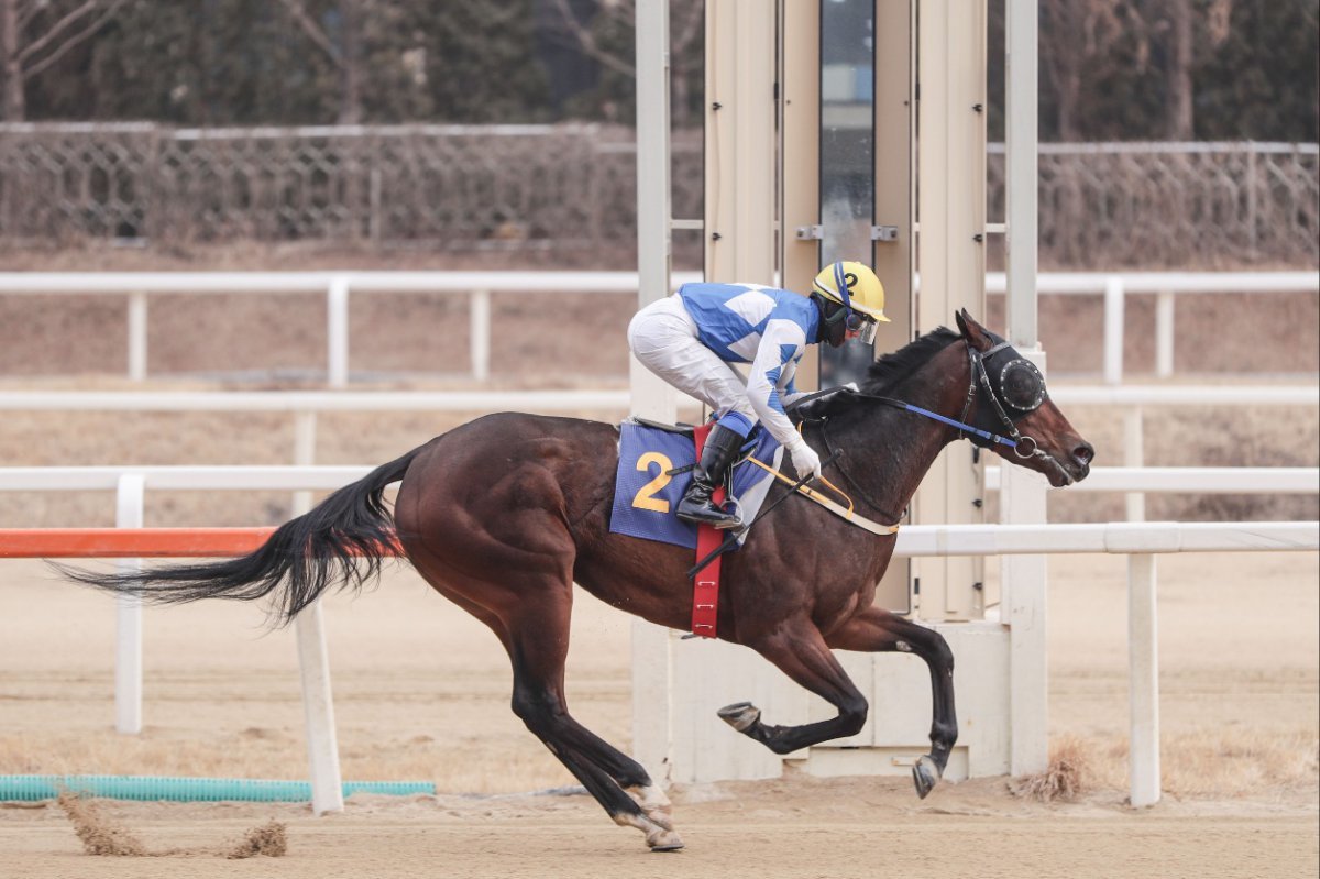 2월16일 올해 처음 열린 대상경주에서 유력한 우승후보를 제치고 승리하며 3연승을 기록한 크라운함성 사진제공|한국마사회