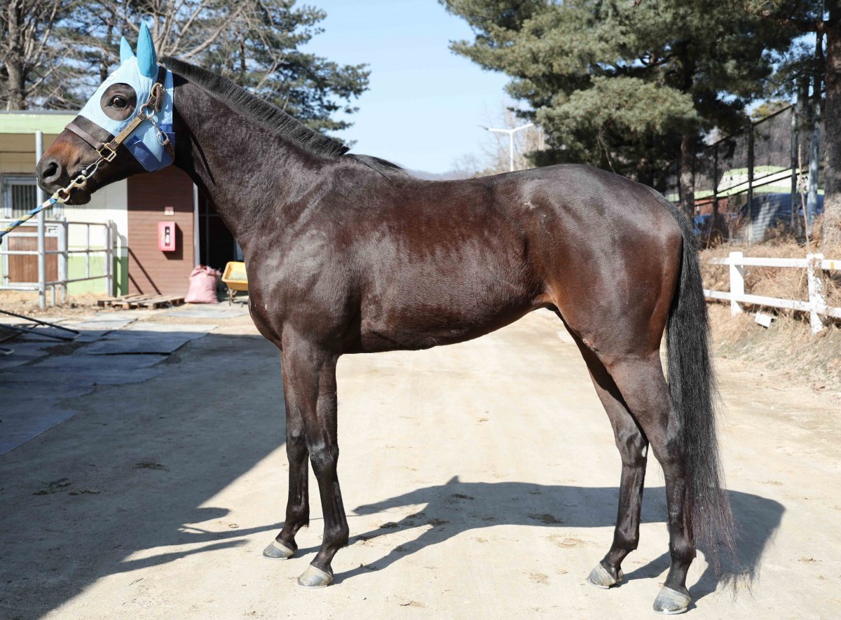 4연승 기록중인 용암세상. 23일 서울 9경주에서 연승행진을 이어갈지 관삼을 모은다 사진제공|한국마사회