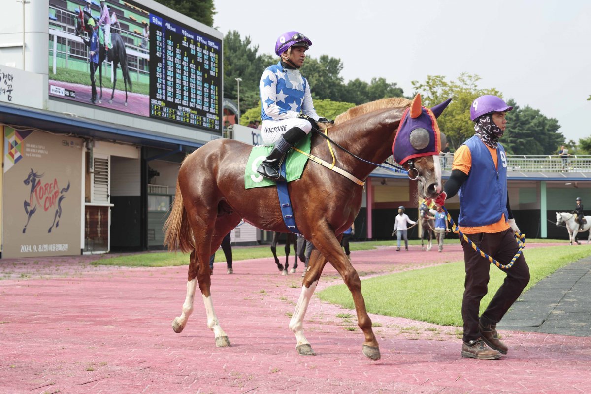 롱런불패. 출전마 중 두번째로 레이팅이 높다                         사진제공｜한국마사회