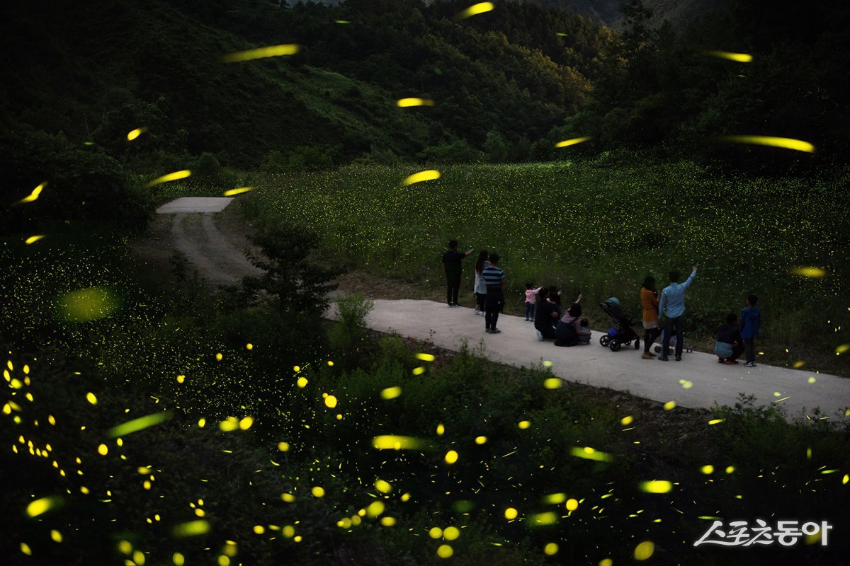 무주군 반딧불이를 관찰하는 관광객들. 사진제공=무주군
