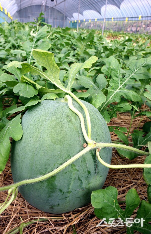 무등산수박. 사진제공=광주광역시