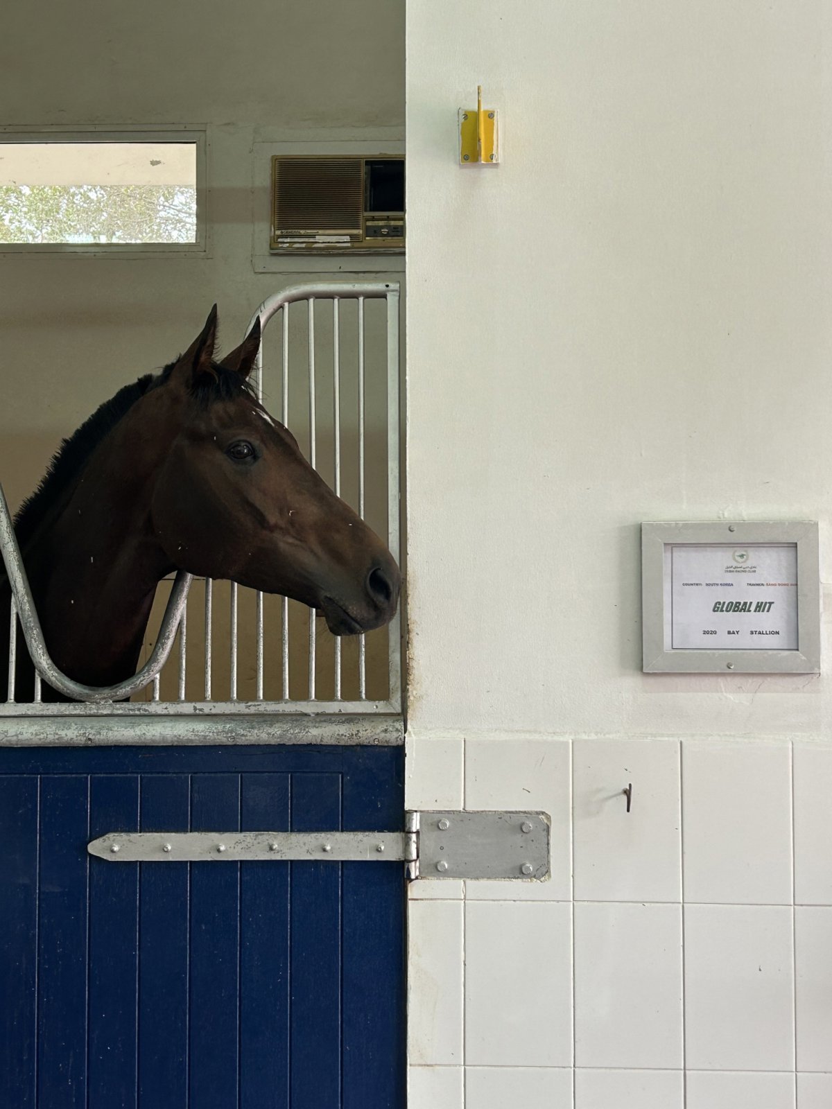 두바이 메이단 경마장 마방에서 대기중인 글로벌히트               사진제공｜한국마사회