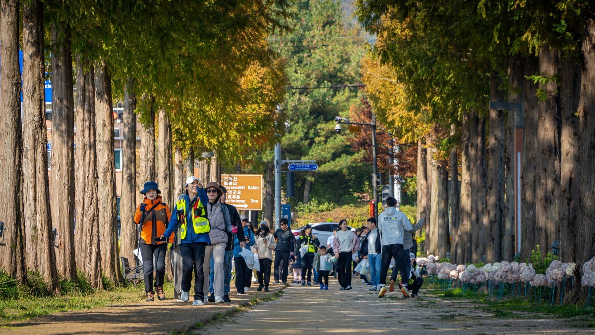 호반호텔앤리조트가 지난해 진행한 메타세콰이어길 산책 프로그램    사진제공｜호반호텔앤리조트