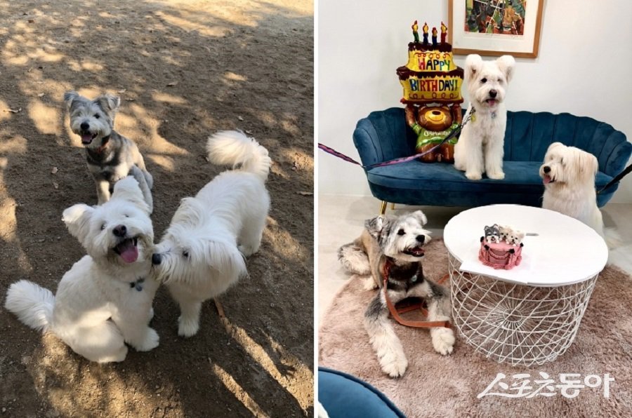 밀루와 형제인 나무, 테리. 회색털이 섞인 아이가 테리. 사진제공｜시흥시청