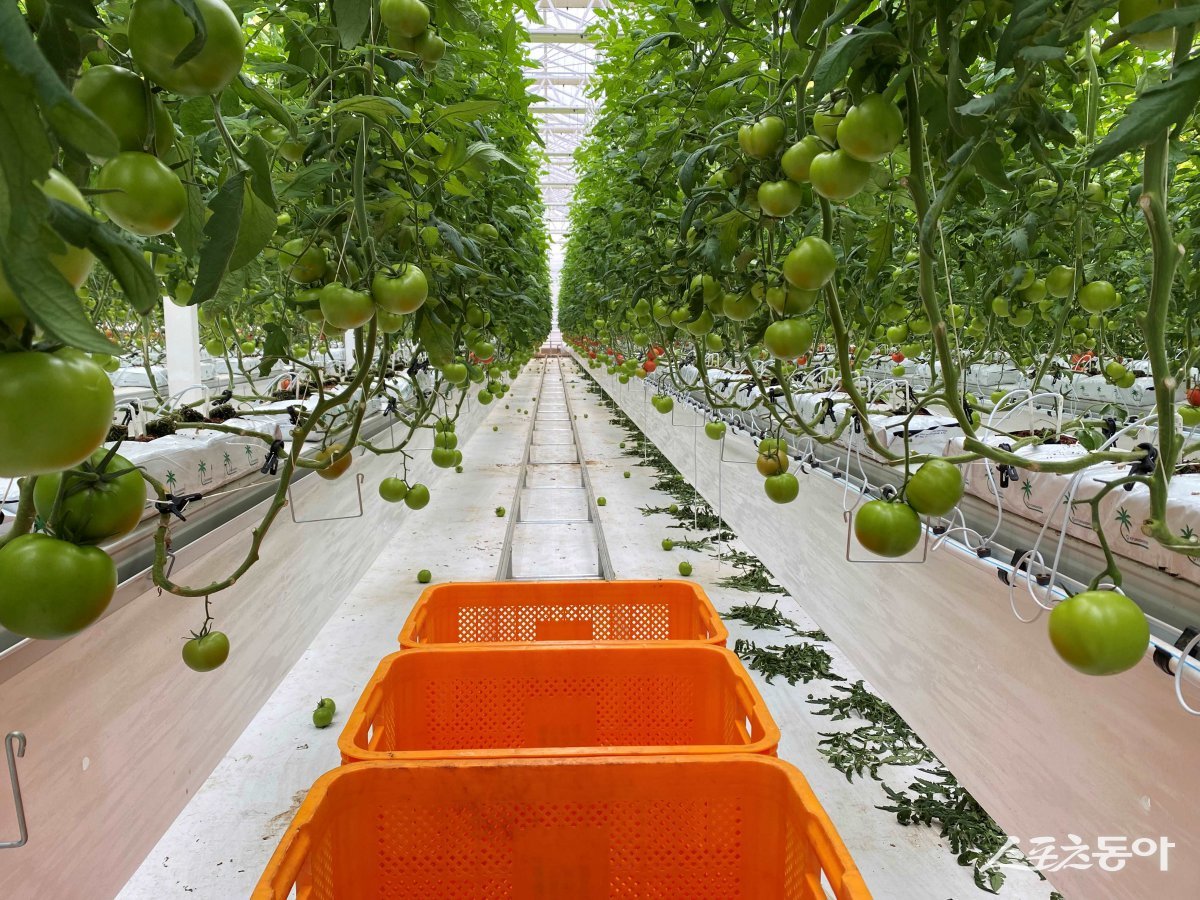 전라남도는 올해 시설원예 분야에서 생산기반 확충과 농가 경쟁력 향상을 위해 14개 사업에 총사업비(자부담 포함) 505억 원을 지원한다. 사진제공=전남도
