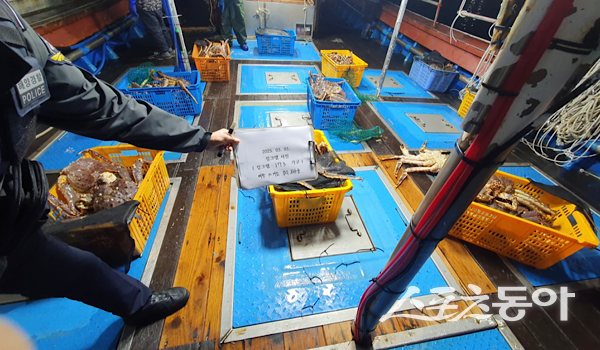 포항해경에서 검거한 러시아산 킹크랩. 사진제공|포항해양경찰서