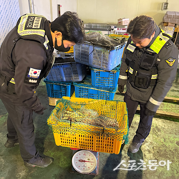 포항해경에서 검거한 러시아산 킹크랩. 사진제공|포항해양경찰서