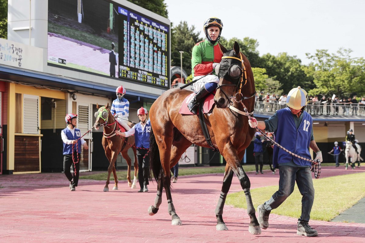 쏜살. 이번 대상 경주 출전마 중 레이팅과 나이가 가장 많다 사진제공|한국마사회