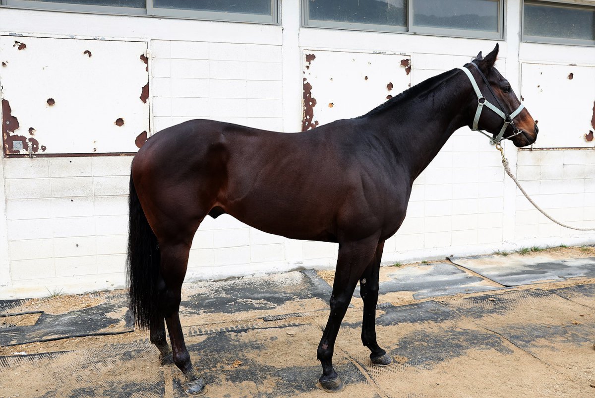 블랙맘바. 중장거리에 주력하다 지난해 국제신문배 준우승 이후 단거리에 출전하고 있다 사진제공|한국마사회