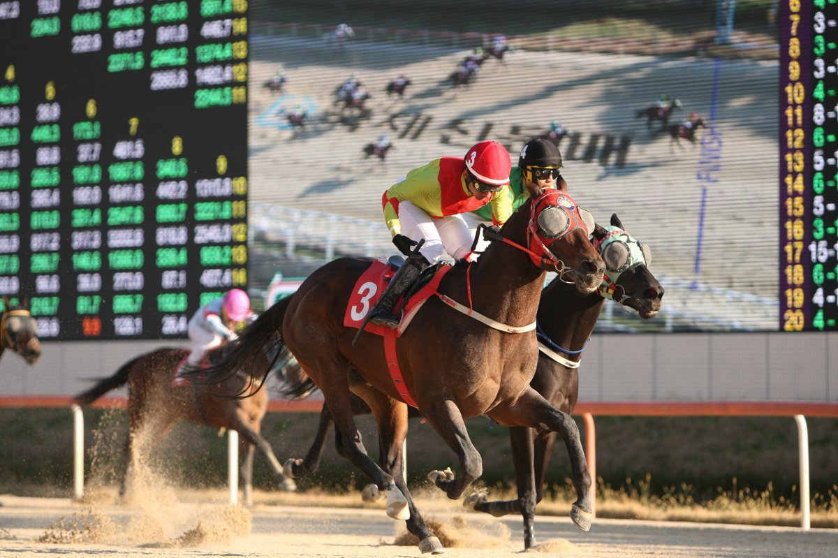 어마어마. 한국 경마 단거리를 대표했던 스타 경주마로 출전마 중 가장 빠른 경주 기록을 갖고 있다 사진제공|한국마사회