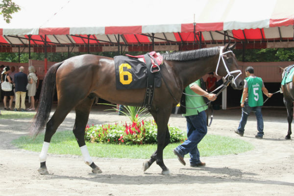 미국에서 경주마 활동 당시 제이에스초이스                             사진제공｜한국마사회