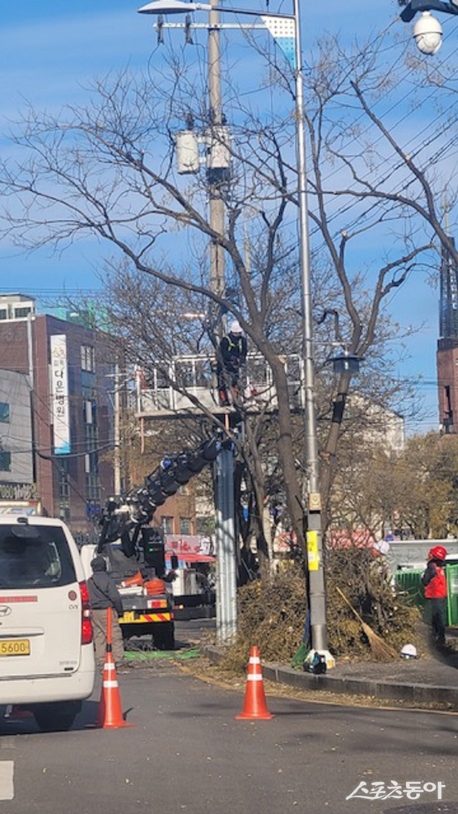 김포시, 돌문로 회화나무 가지치기 작업을 진행하고 있다. 사진제공|김포시청