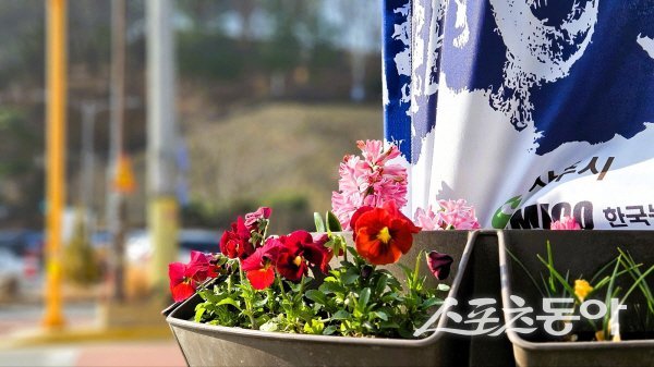 상주시 도심 주요 가로공간에 화사한 봄꽃이 배치돼 시민들에게 봄을 알리고 있다. 사진제공 ㅣ 상주시