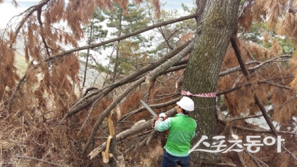 소나무재선충병 방제 작업을 하고 있다. 사진제공 ㅣ 경북도