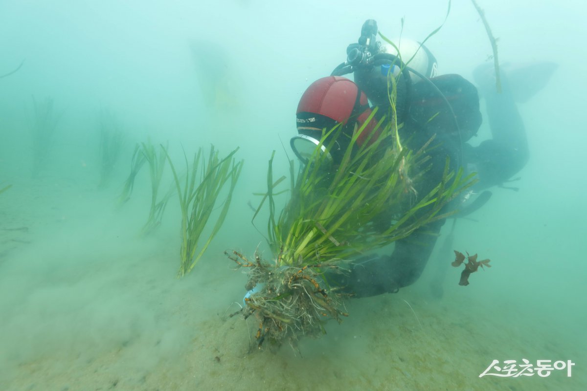 인공어초 조성 현장. 사진제공=전남도