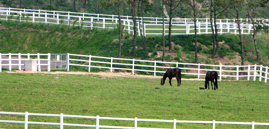 한국마사회 장수목장 초지에서 방목중인 말들 사진제공 |한국마사회