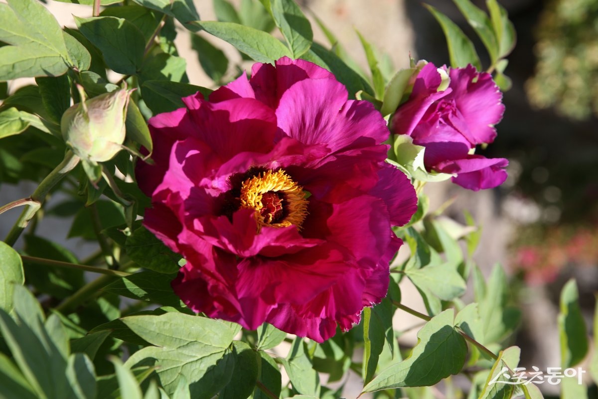 모란꽃. 사진제공=강진군