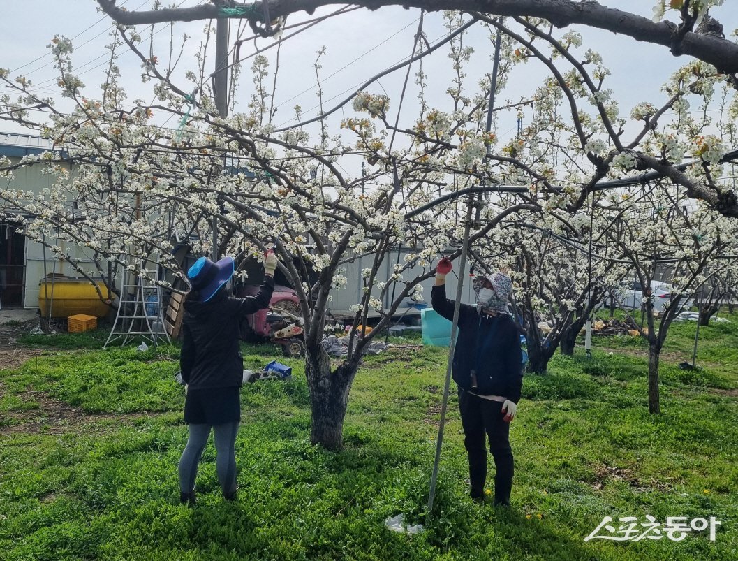 농업인들이 꽃가루를 인용한 인공수분작업을 하고 있다.  사진제공 ㅣ 영천시농업기술센터