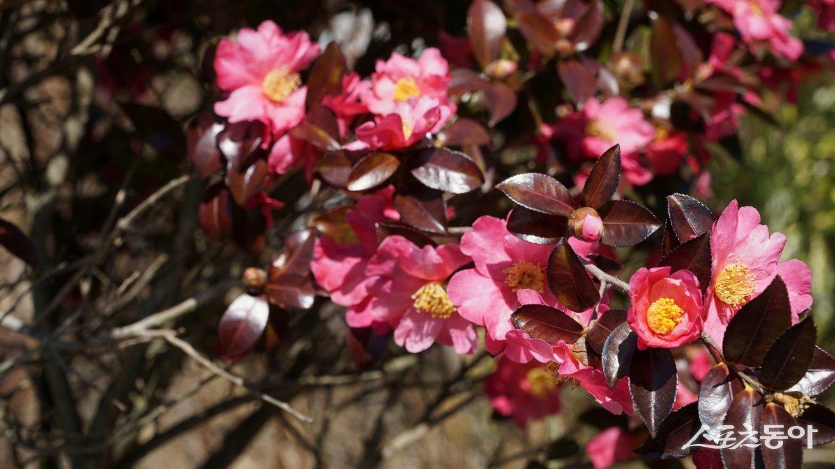 해남 산이정원에서 만난 애기동백. 예년보다 조금 늦은 꽃소식이지만 만개한 모습에서 봄을 느낀다     해남｜김재범 기자 oldfield@donga.com
