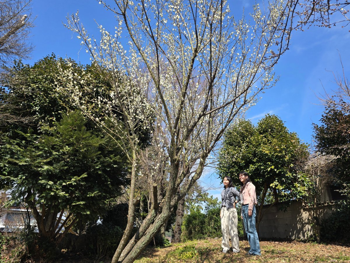 해창주조장의 정원에 핀 봄을 알리는 매화. 예쁜 정원과 100여년 역사의 고택이 있어 2014년 농림축산식품부 지정 ‘찾아가는 양조장’으로 선정되기도 했다      사진제공｜한국관광공사