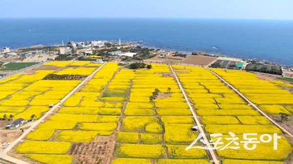 호미반도 유채꽃 전경. 사진제공｜포항시