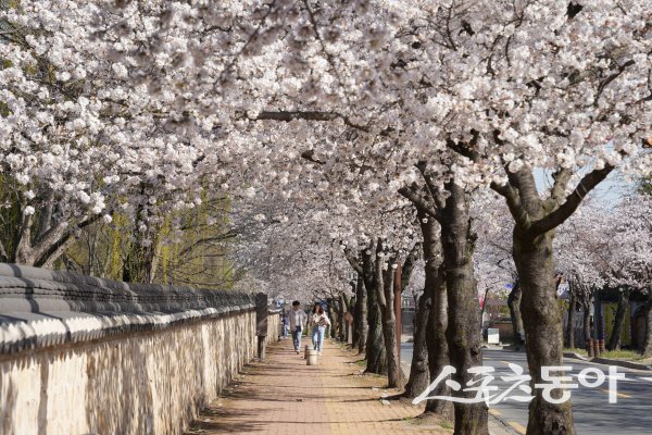 고분과 돌담, 벚꽃이 어우러져 한 폭의 그림 같은 풍경을 만드는 대릉원 돌담길. 사진제공 ㅣ 경주시