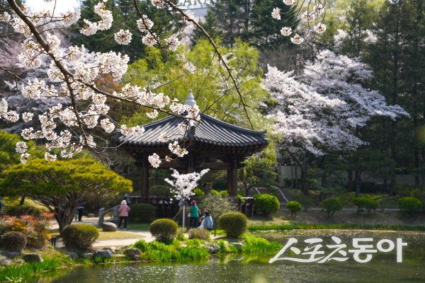 연못에 비친 벚꽃과 정자의 풍경이 한층 더 운치 있는 보문정 풍경. 사진제공 ㅣ 경주시