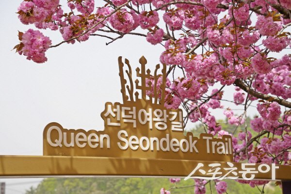 선덕여왕길이라 불리는 둑길에서 길게 이어지는 겹벚꽃 길. 사진제공 ㅣ 경주시