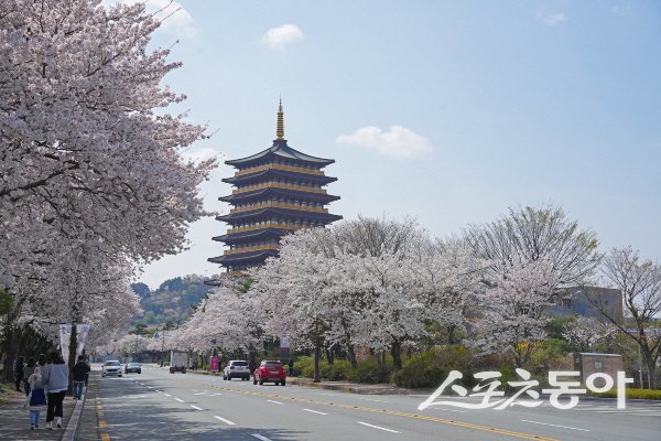 황룡원 앞 도로에 벚꽃이 만개해 사진 명소로 인기가 높다. 사진제공 ㅣ 경주시