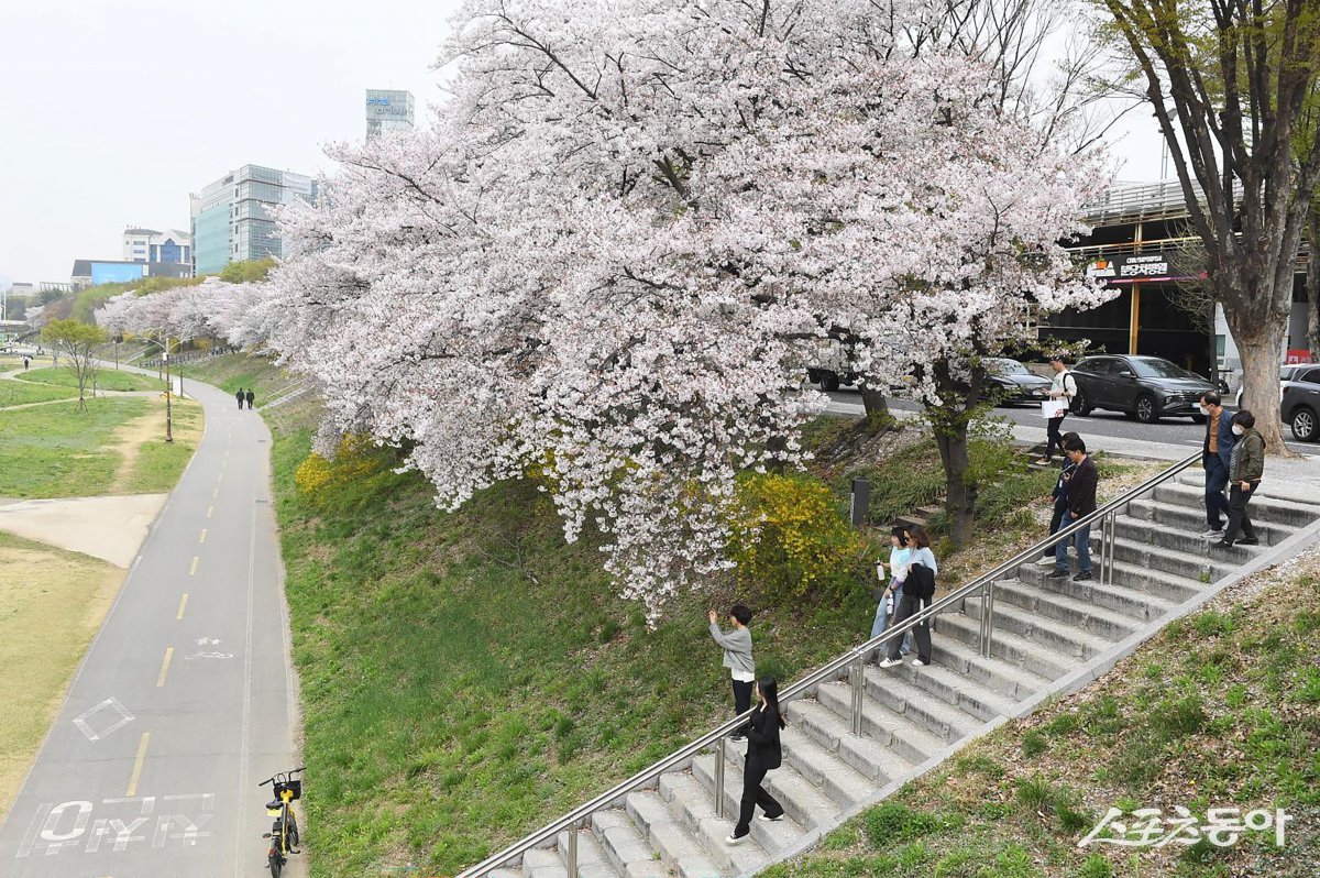 분당구보건소 앞 탄천변 녹지 벚꽃길(2경) 사진제공ㅣ성남시