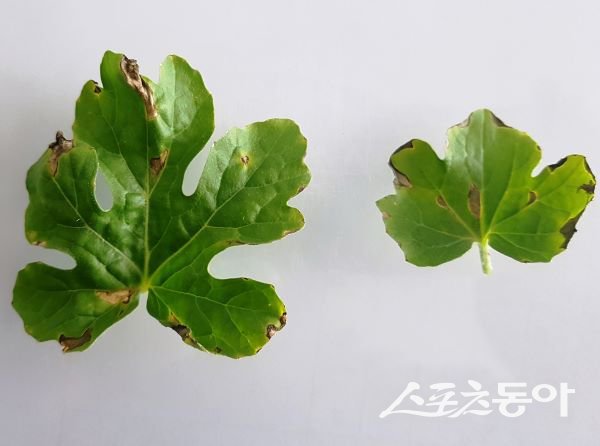 세균성 과일썩음병에 감염된 모종. 사진제공｜봉화군