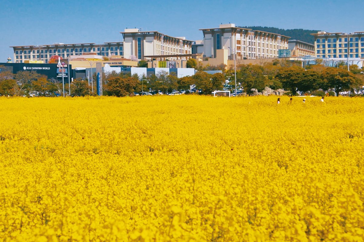 제주신화월드 신화가든의 유채꽃     사진제공｜제주신화월드