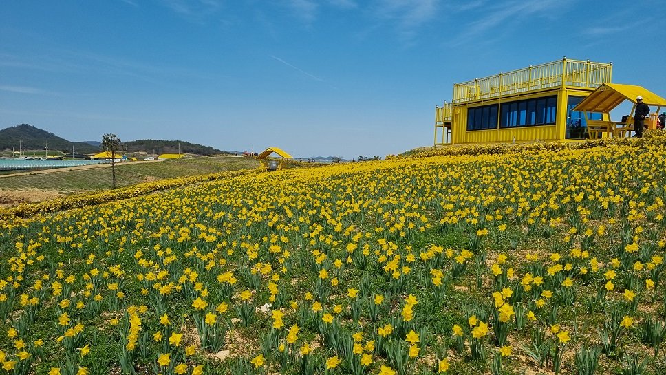 신안군이 신안군 선도에서 ‘신안의 봄..수선화로 채우다’라는 주제로 오는 4월 4일부터 13일까지 수선화 축제를 진행한다. 사진제공=신안군