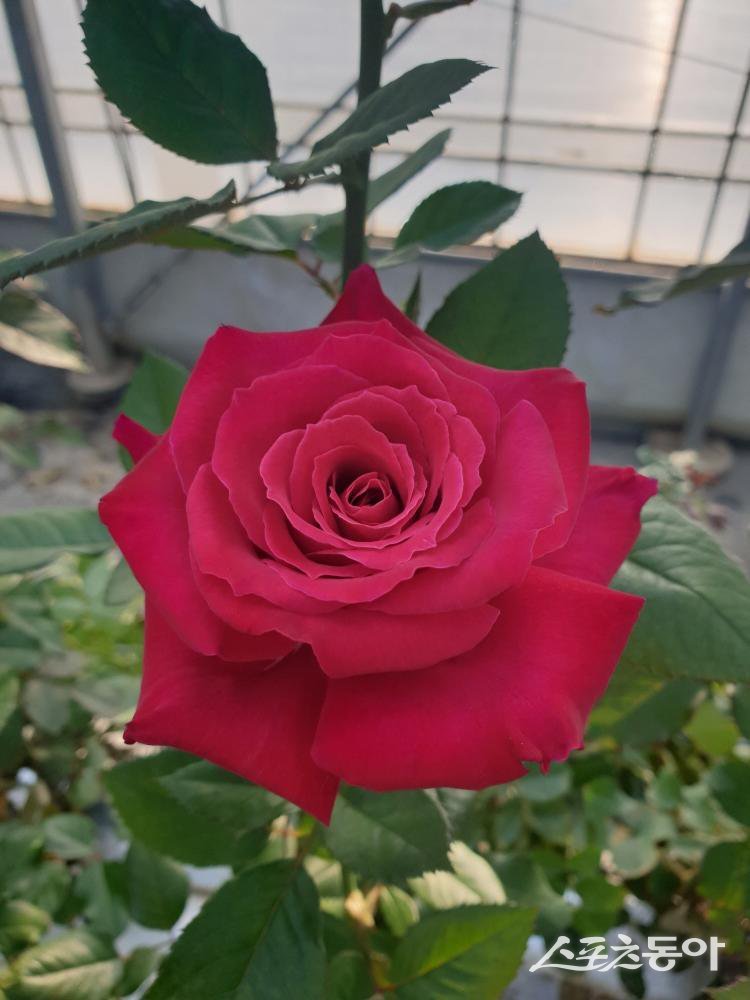 고양시 육성 장미 스칼렛.  사진제공ㅣ고양시