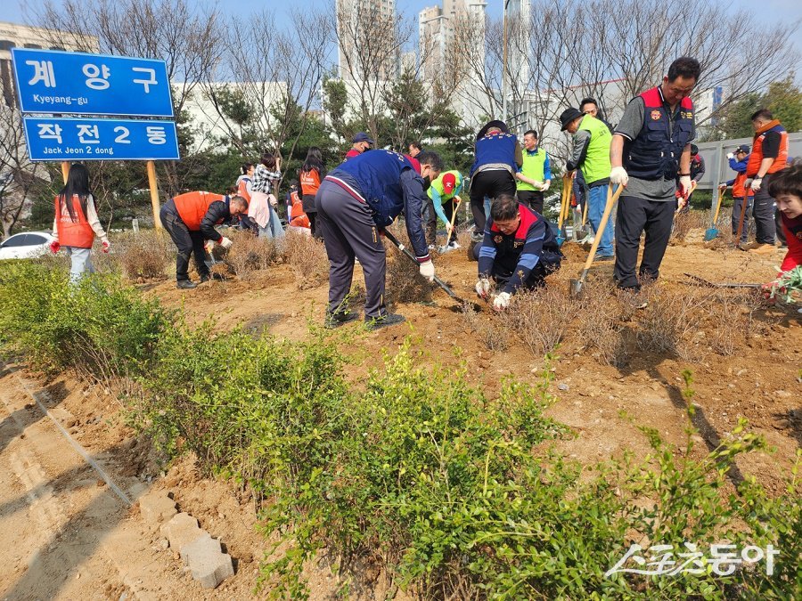 인천 계양구 자원봉사센터, ‘도심 속 나무 심기’ 행사를 진행했다. 사진제공｜인천 계양구청