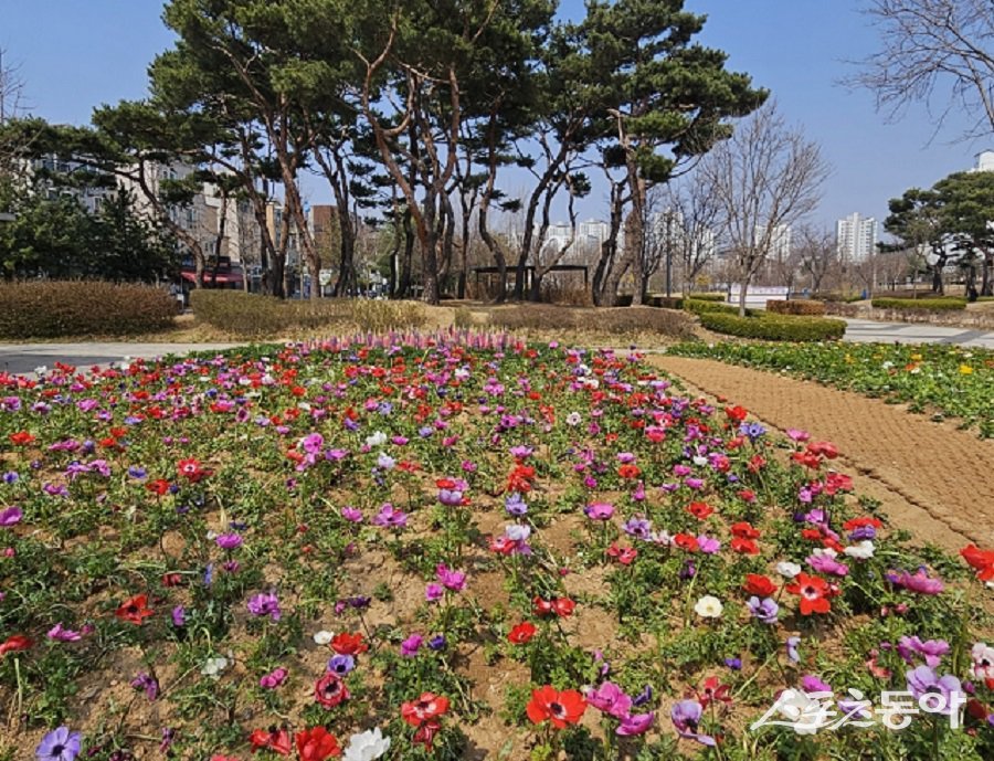 김포시, 한강중앙공원에  봄꽃이 활짝 피었다. 사진제공｜김포시청