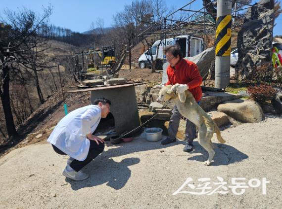 영양군과 경북대 수의과대학 의료진이 산불 피해 지역 반려동물을 무료로 진료하고 있는 모습. 사진제공｜영양군