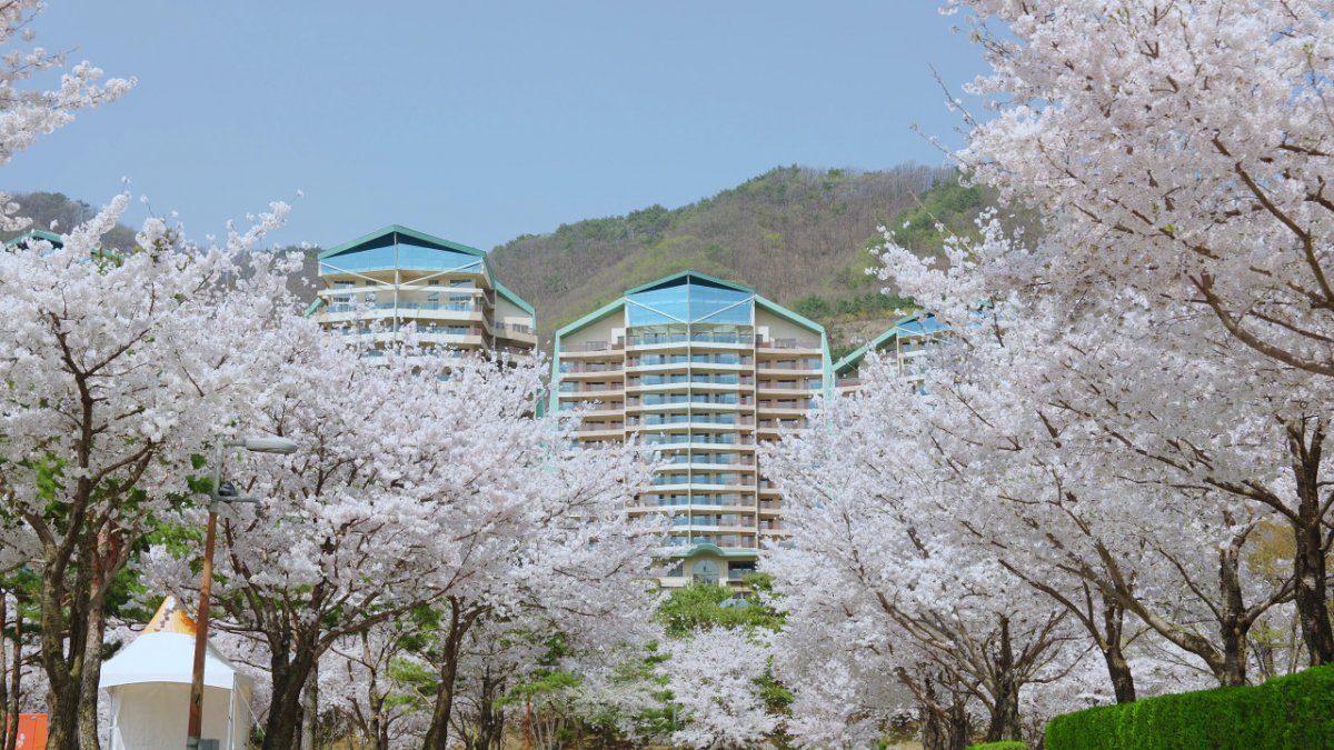 홍천 소노펠리체 비발디파크는 야외주차장 벚꽃단지 사진제공|소노인터내셔널