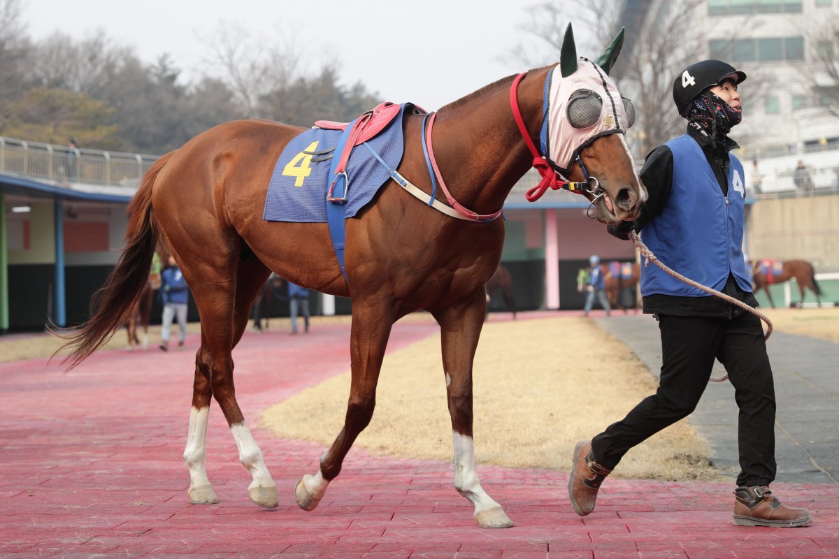 빈체로카발로. 올해 ‘스프린터 시리즈’ 첫 경주 ‘부산일보배’에서 우승했다      사진제공｜한국마사회