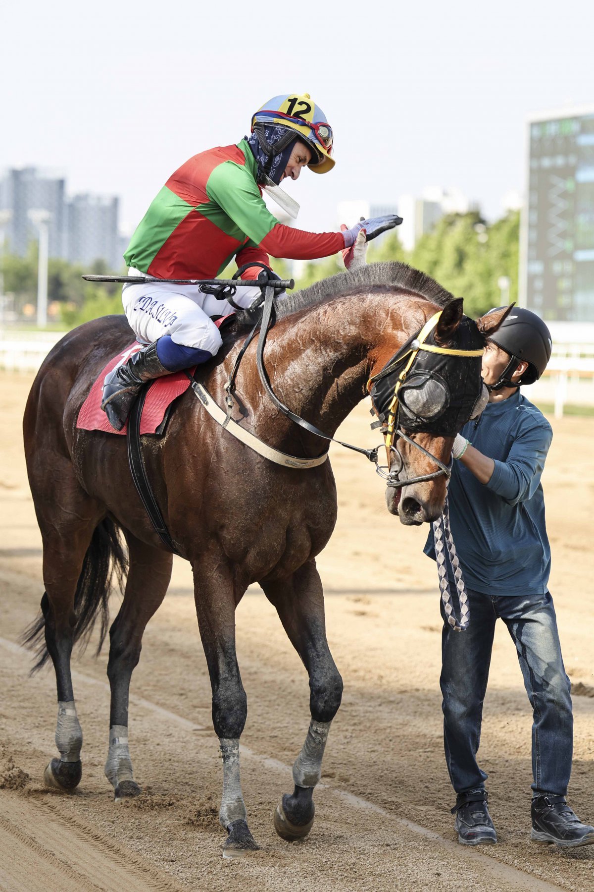 쏜살. 출전마 중에 레이팅 109로 가장 높고, 나이도 9세로 가장 많다     사진제공｜한국마사회