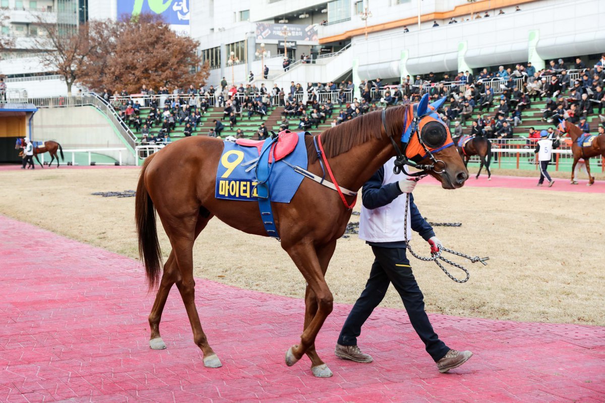 마이티고. 세계서 가장 비싼 씨수말 중 하나인 타핏 혈통이다          사진제공｜한국마사회