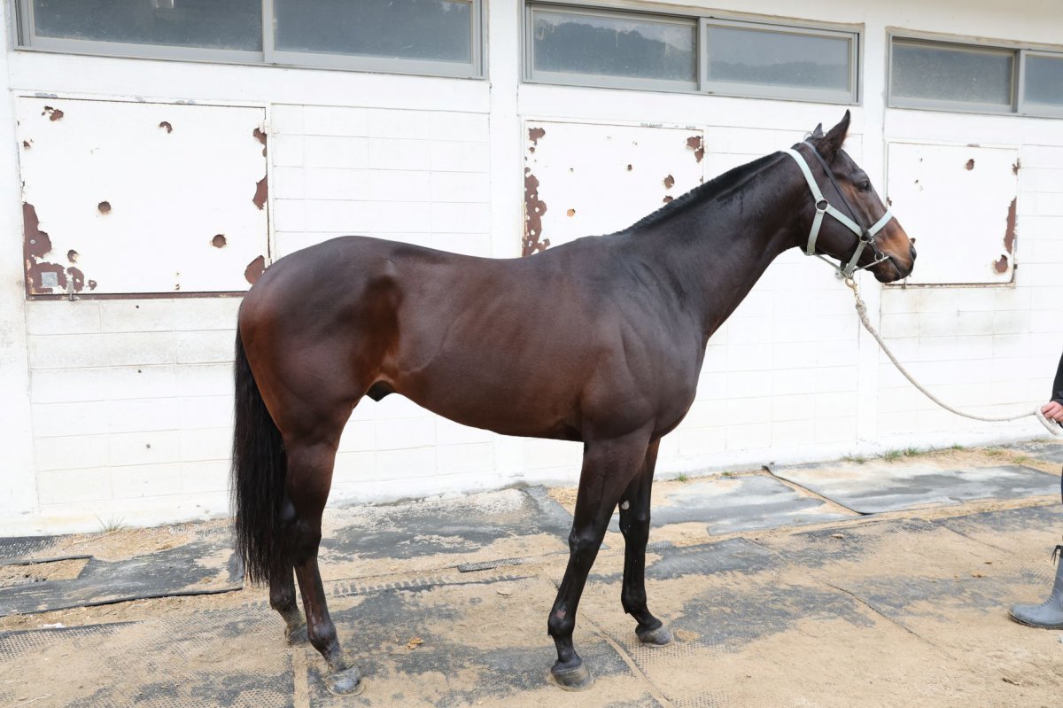 블랙맘바. 지난해 ‘국제신문배’부터 단거리 경주로 전향했다               사진제공｜한국마사회