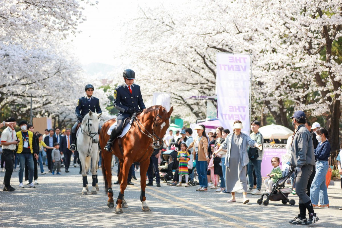 렛츠런파크 서울의 ‘벚꽃축제’ 모습        사진제공｜한국마사회