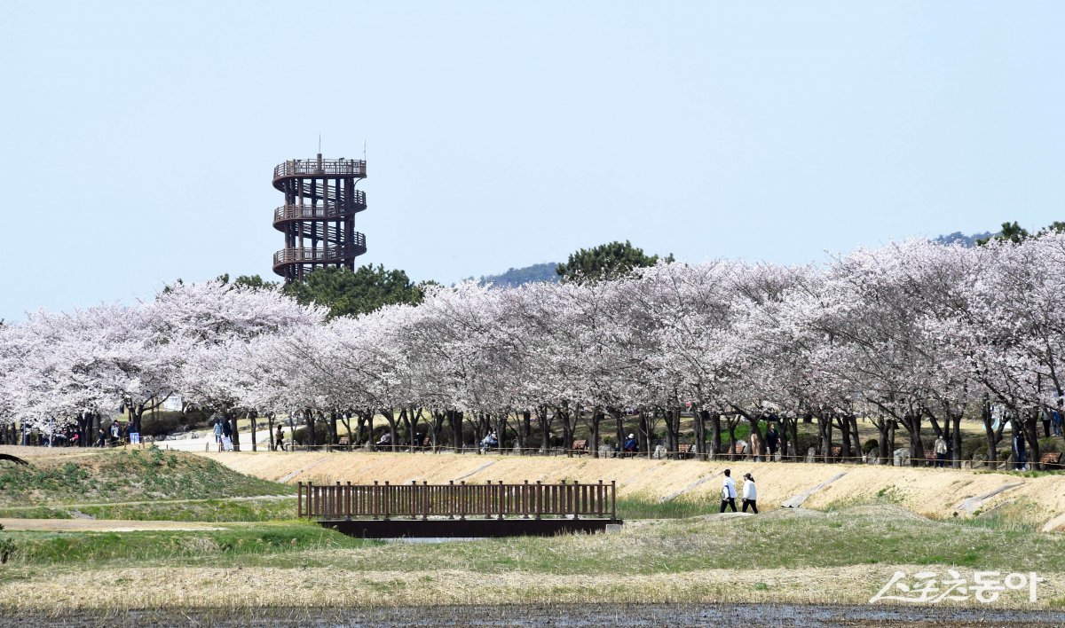 갯골생태공원 벚꽃터널. 사진제공｜시흥시