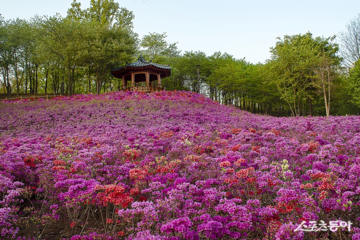 오난산전망공원 철쭉동산. 사진제공｜시흥시