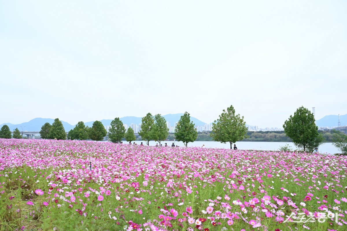 ‘구리 코스모스 축제’, 2025년 경기도 우수축제에 선정. 사진제공ㅣ구리시