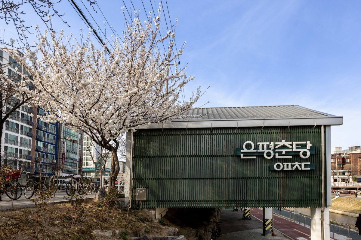 불광천 자전거길 은평춘당에 피어난 벚꽃. 은평춘당은 어르신을 위하 휴식, 문화공간으로 이곳 한켠에는 다른 벚꽃보다 먼저 개화하는 은평 마중벚꽃이 있다              사진제공｜서울관광재단