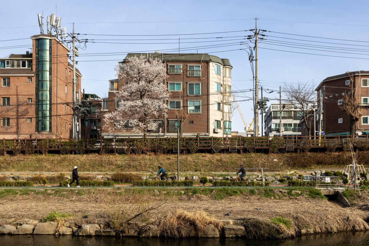 불광천 자전길 전경.  이 구간은 벚꽃 터널부터 저녁이면 아름답게 천변을 수놓는 별빛거리와 망원시장의 맛집찾기 등 다양한 재미가 있다               사진제공｜서울관광재단