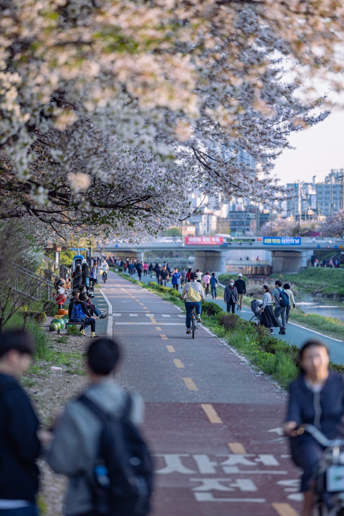 벚꽃을 비롯한 봄꽃이 피어난 불광천 자전거길. 라이더 뿐만 아니라 산책을 즐기는 시민들도 즐겨 찾는 명소다          사진제공｜서울관광재단
